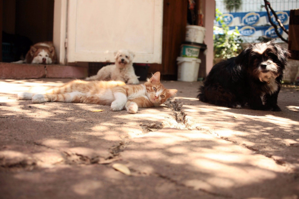 Beslediği kedi ve köpekler mahkemelik etti!